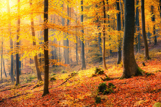 Colorful and foggy autumn forest