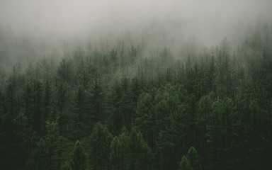 Foggy Forest - 121132295