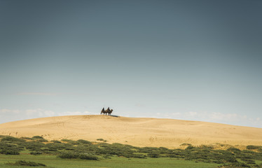 Fototapeta na wymiar Desert Camels