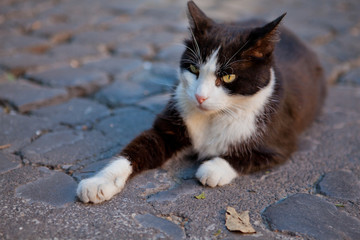 Naklejka na ściany i meble Old black and white cat lies on the carriage road