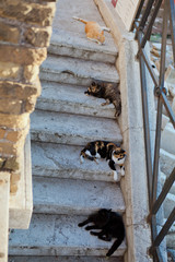 Four cats lie on old stone footsteps in the lights of morning su