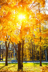 Colorful autumn park at sunny day
