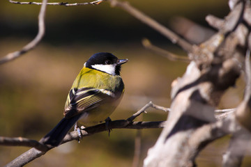 Chickadee on the branch