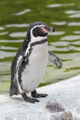 Humboldt penguin