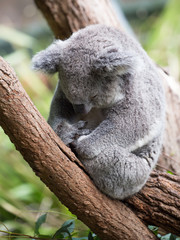 cute koala sleeping, Australia