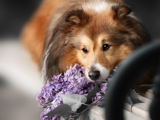 Cute little Sheltie dog with a bouquet of flowers