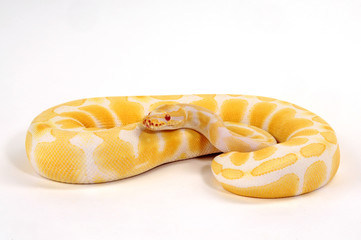Fototapeta premium Königspython (Python regius) Albino Farbmorphe