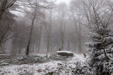 Lupi nella nebbia della foresta Bavarese.