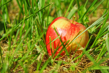 red apple on the green grass.