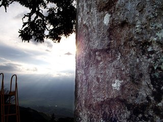 puesta de sol. tronco de árbol 