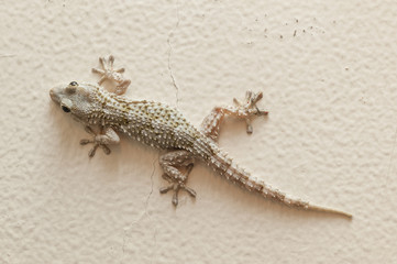 Gray house Gecko