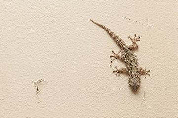 Gray house Gecko