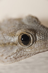 Gray house Gecko
