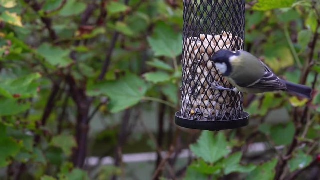 Video of a great tit and a tree sparrow bird trying to get peanuts from a birdfeeder