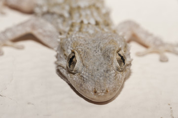 Gray house Gecko