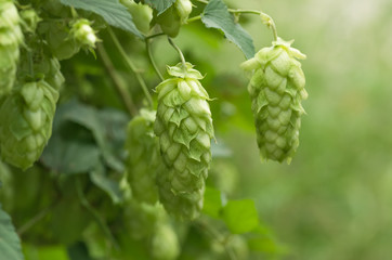 Growing on a branch of hop cones