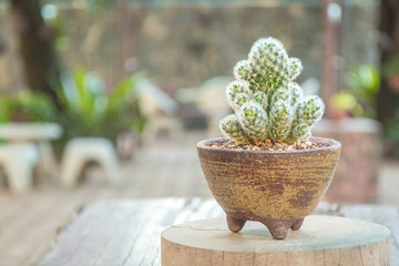 Mammillaria Carmenae Cactus in a ceramic pot on wooden table (garden background). for decorate home.