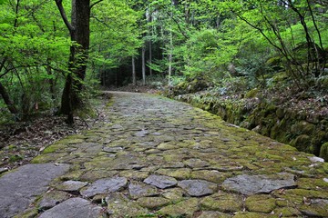 Japan forest path