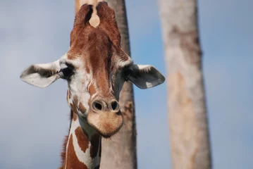 Crédence de cuisine en verre imprimé Girafe Adorable Face of a Giraffe