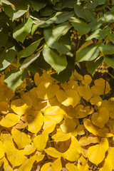 Autumnal leaves and fruits of lime tree