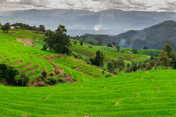 Ban Papongpieng Rice Terraces, Chiang Mai, North of Thailand
