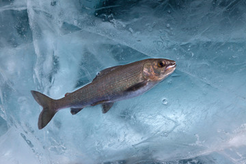 Fototapeta premium Fresh fish on blue ice, horizontal