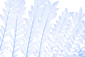 Soft focus blue leaves for background