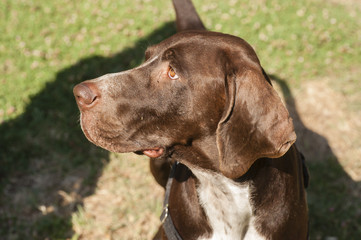 close up of brown head of dog