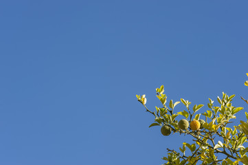 Bergamot orange tree with fruits and leaves