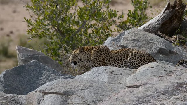 Big Leopard in attacking position ready for an ambush between the rocks and bush. Kruger National Park, South Africa. Close up.