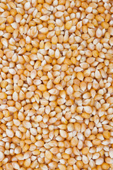 Popcorn Kernels Background