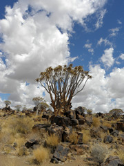 Quiver Tree