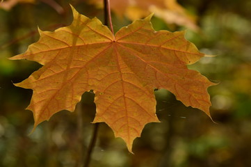 Nature background autumn maple leaf in the web