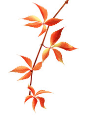 Naklejka na ściany i meble Autumn red branch of grapes leaves
