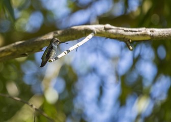 Anna's Hummingbird (Calypte anna)