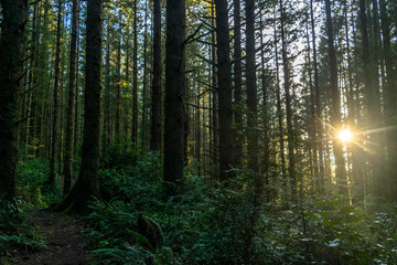 Through the Trees