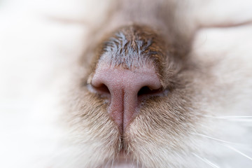 Brown cat nose close up