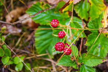 Ripe and unripe blackberries on the bush