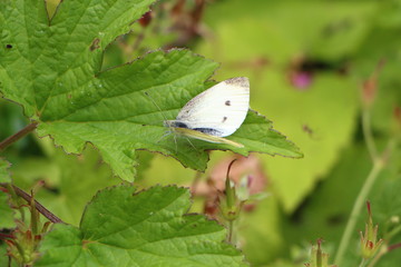 Papillon Piéride du chou sur une feuille