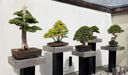 Crédence de cuisine en verre imprimé Bonsaï Exposition Bonsaï et Penjing avec des arbres miniatures dans des plateaux