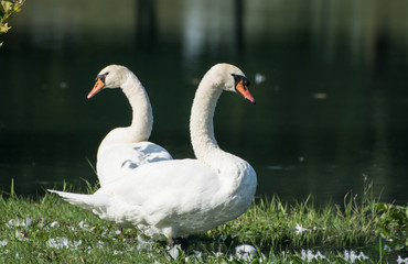 Schwanenpaar bei der Gefiederpflege