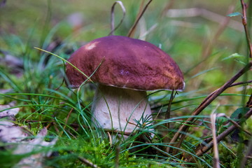 Forest mushrooms in the grass