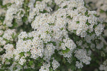 Blooming white flowers of wild apple