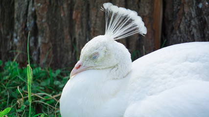 white peacock, albino peacock, peacock a sleep