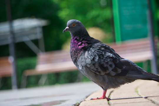 urban pigeon on the street, pigeon standing on pavement