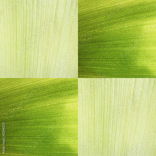 "The pattern of corn husks isolated texture background." Stock photo