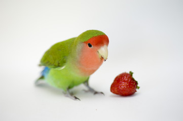 agapornis, love bird