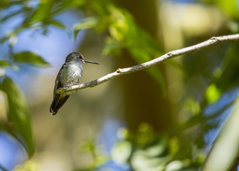 Anna's Hummingbird (Calypte anna)