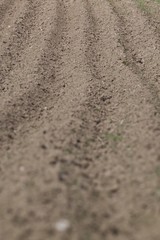 Plowed soil
