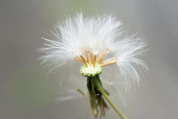 Abstract nature background of dandelion flower (taraxacum)
